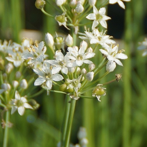 Allium tuberosum - Schnitt-Knoblauch